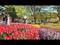 Blooming Tokyo - Tulips and Sakura of Showakinen Park・4K HDR