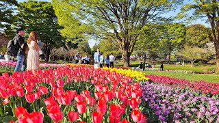 4K・ Blooming Tokyo - Tulips and Sakura of Showakinen Park・4K HDR