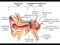 Орган слуха, гравитации и равновесия. Строение наружного и среднего уха