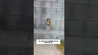 Cuidado vigilante a la vista😎#dog #vigilante #humor #tierno #adorable