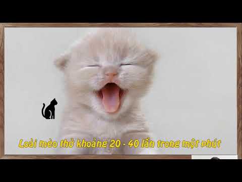 Môn tự nhiên xã hội: Bài con gà, con mèo, con muỗi