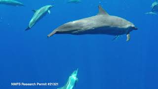 Dolphin Pod Maui