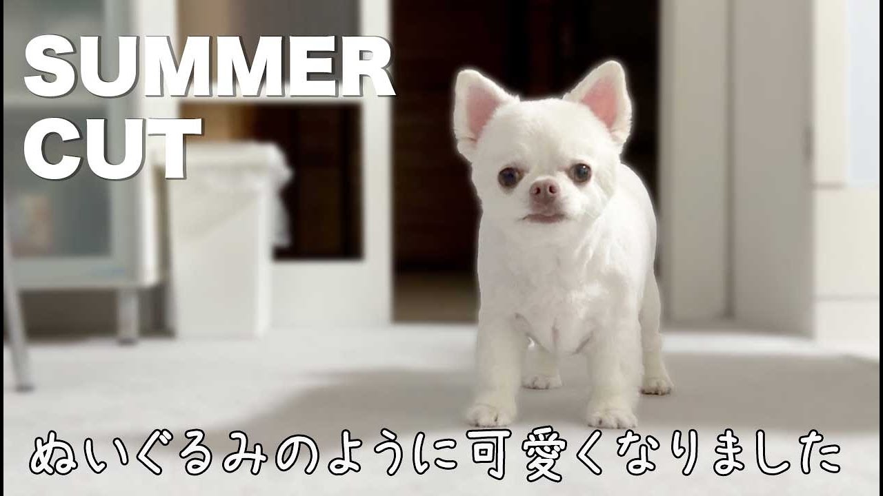 ぬいぐるみになって帰ってきた 奇跡的に可愛いチワワのサマーカット Youtube
