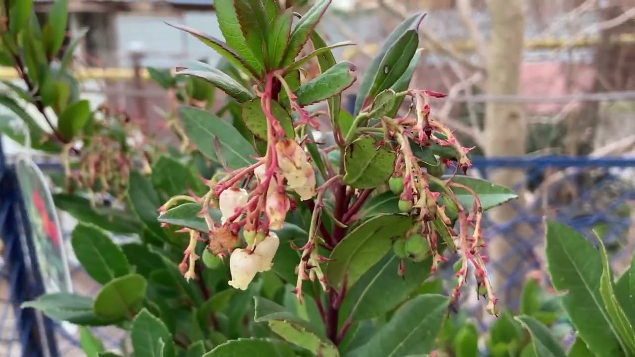 Арбутус. 26.03.2023