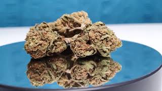 Buzzing Buddha - Harlequin CBD Flower Showcase