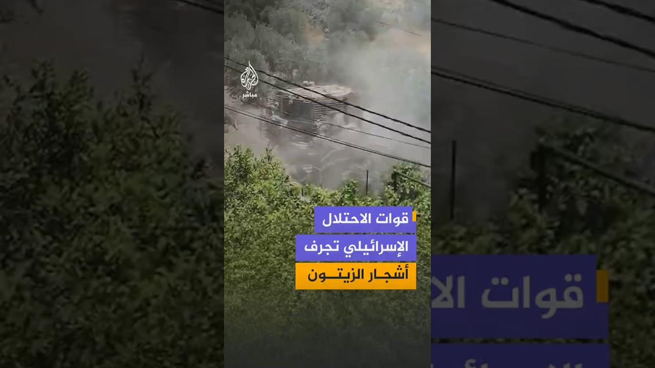 قوات الاحتلال الإسرائيلي تجرف عددا كبيرا من أشجار الزيتون غربي جنين بالضفة الغربية