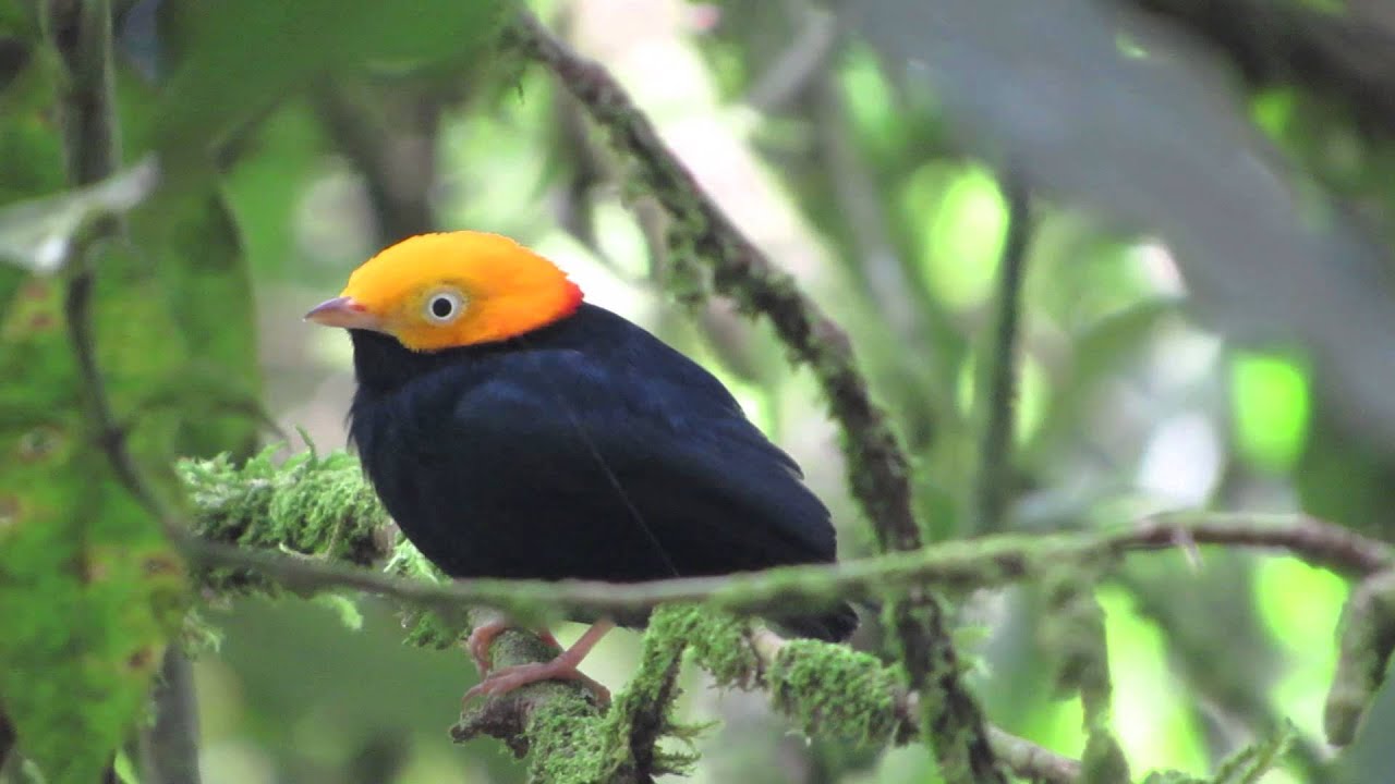 Pipra erythrocephala-Golden-headed Manakin 