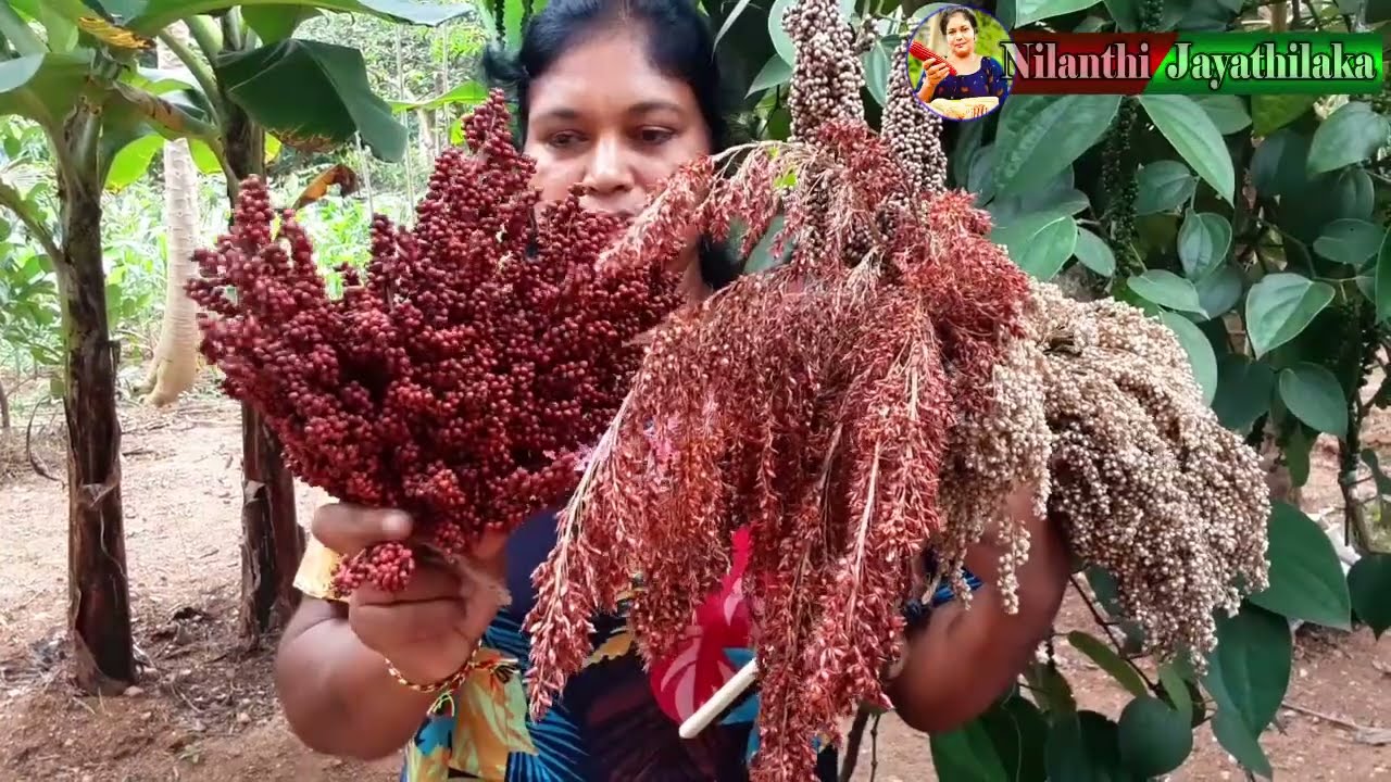 දේශීය බීජ හා අපගේ පැරණි ධාන්‍ය වර්ග නිවැරදිව හදුනාගනිමු