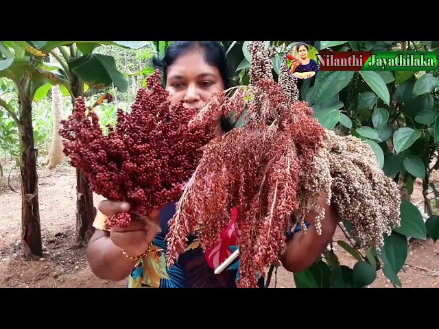 දේශීය බීජ හා අපගේ පැරණි ධාන්‍ය වර්ග නිවැරදිව හදුනාගනිමු