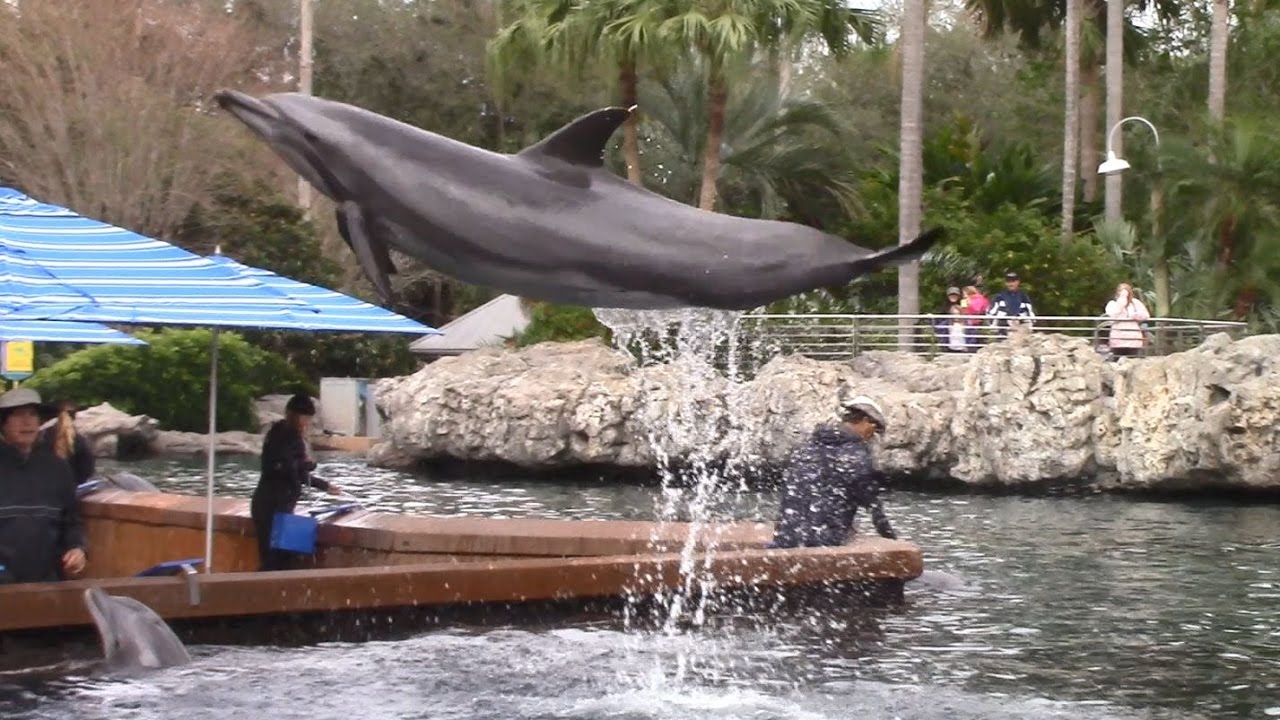 Dolphin Cove Trainer Talk at SeaWorld Orlando (1/29/17) YouTube
