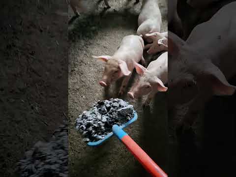 сорбент #duet #automobile #свиноматка #pigfeed #pig #lifeisbutadream #nature #haveitoldyoulatelythat