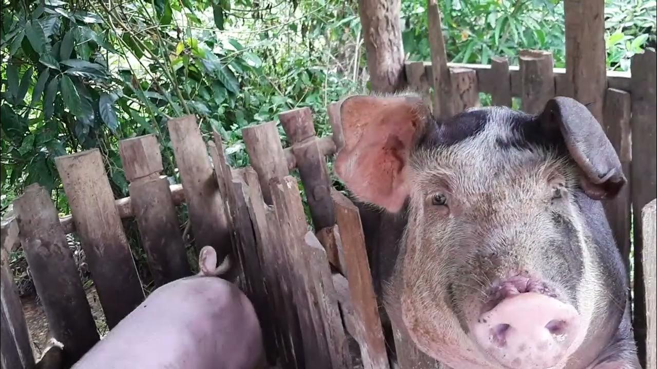 Harvest Season YouTube