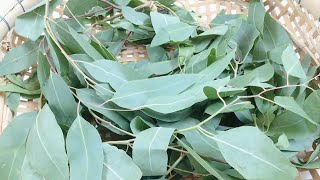 Treatment tips for armpits with little-known eucalyptus leaves