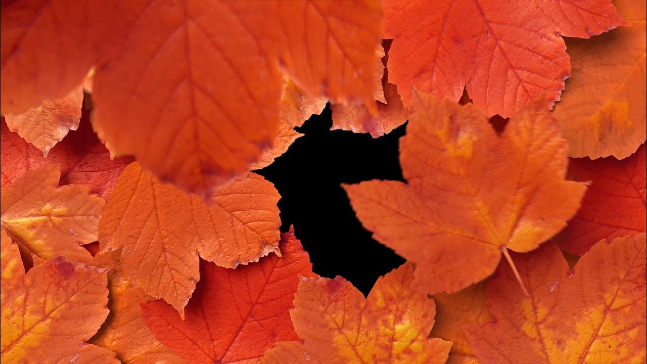 Transition leaves. Transition leaves