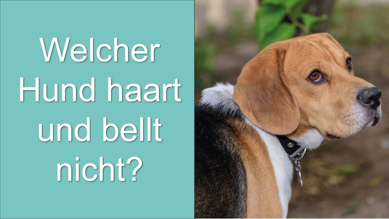 Welcher Hund haart und bellt nicht? YouTube