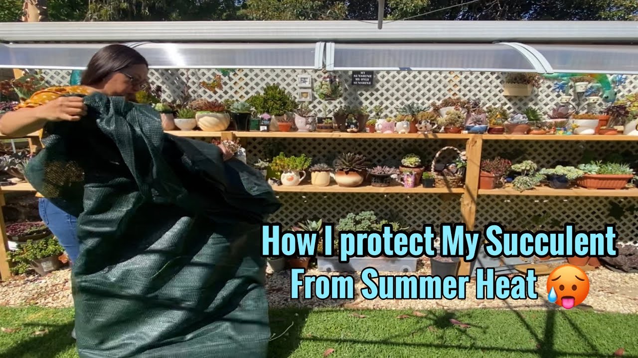 How I Protect my Succulent from Summer Heat