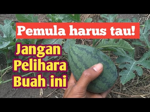 Video: Cara Mengidentifikasi Varietas Semangka