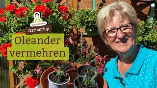 Oleander vermehren - Wie geht das? Stecklinge schneiden und einpflanzen