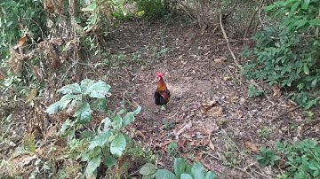 Bẫy gà rừng mới nhất 8/12/2025