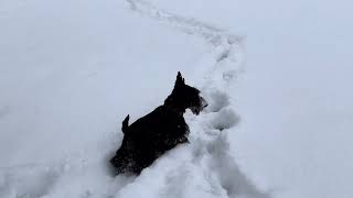Scottish Terriers Wyatt and Roark Love the Snow!