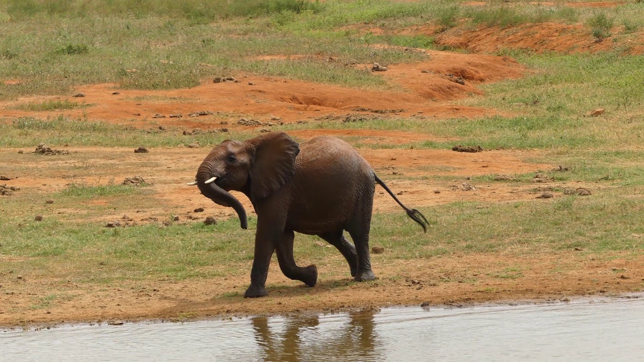 Young elephant plays with birds - YouTube