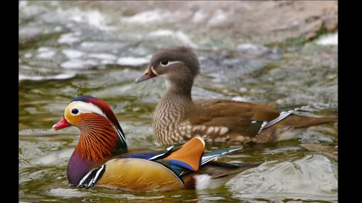 London Birds by Geoffrey Shaw - Jeffie Leung