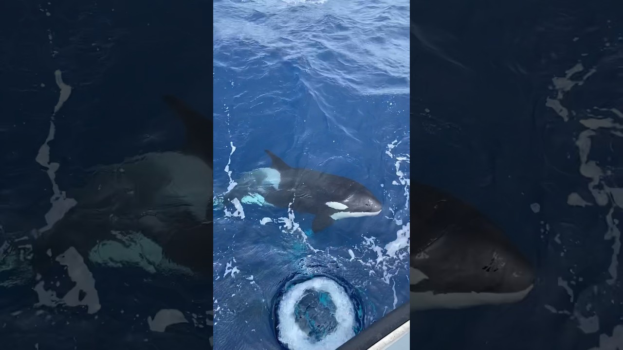 Magic. Bremer Canyon Killer Whale Expeditions with Naturaliste Charters - Back from 11 December 2024