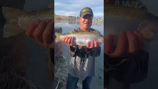 Killer Shiny Rainbow Trout: Fishing For Amazing Color Fish: Quick Silver: Aurora, CO: #fishing #fun