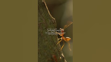 ما تيسر من سورة النمل القرآن الكريم  القارئ ياسر الدوسري  #اكسبلور #القران