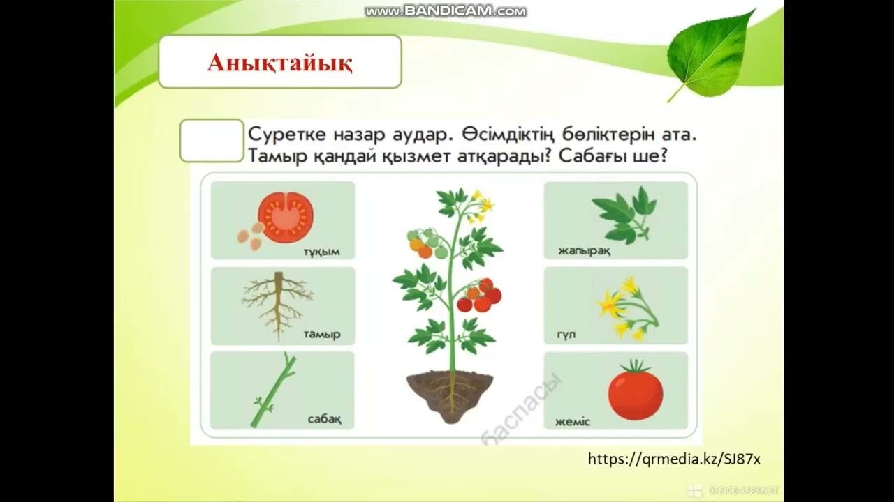 Жуынатын бөлмедегі стриптизді қараңыз Жуынатын бөлмедегі стриптизді қараңыз