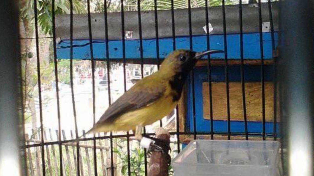 Cukup 3 Menit Burung Kolibri Sepah Raja Bakal Buka Paruh Dan
