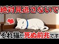 猫が死ぬ前に出すサインとは？【猫雑学】
