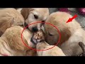 The cat rescued these puppies from the trash can and moved them to his shelter