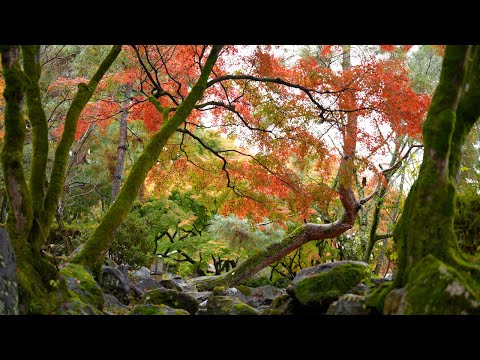 京都 円山公園 紅葉(4K) カエデ・エリシア京都 caede|L’ELISIR KYOTO[Maruyama Park, Kyoto Red Leaves]