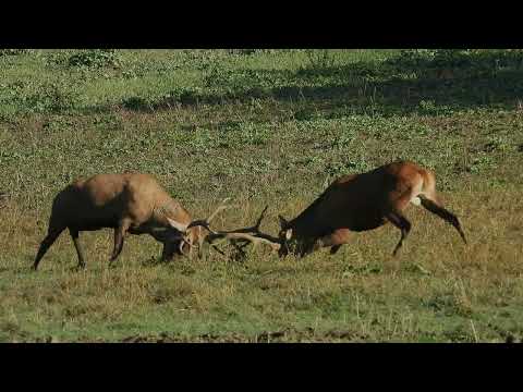 Souboj -  Videolovy - Life in nature