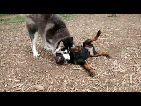 rottweiler husky puppies