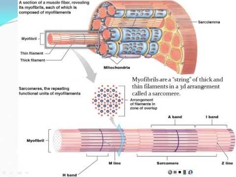 Chapter 9 - Skeletal Muscle - Part 1 - YouTube