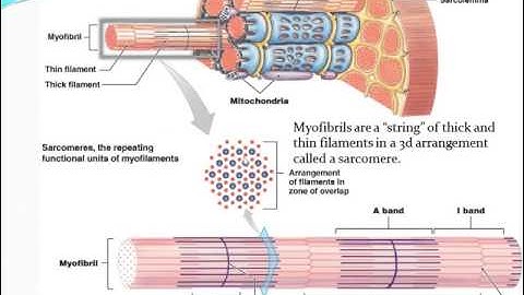 Chapter 9 - Skeletal Muscle - Part 1