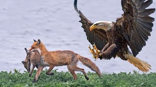 Amazing video shows Eagle battling Fox in mid-air