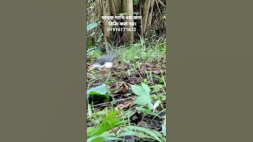How to make waterhen dahuk bird trap handing.dahuk dhora fad.