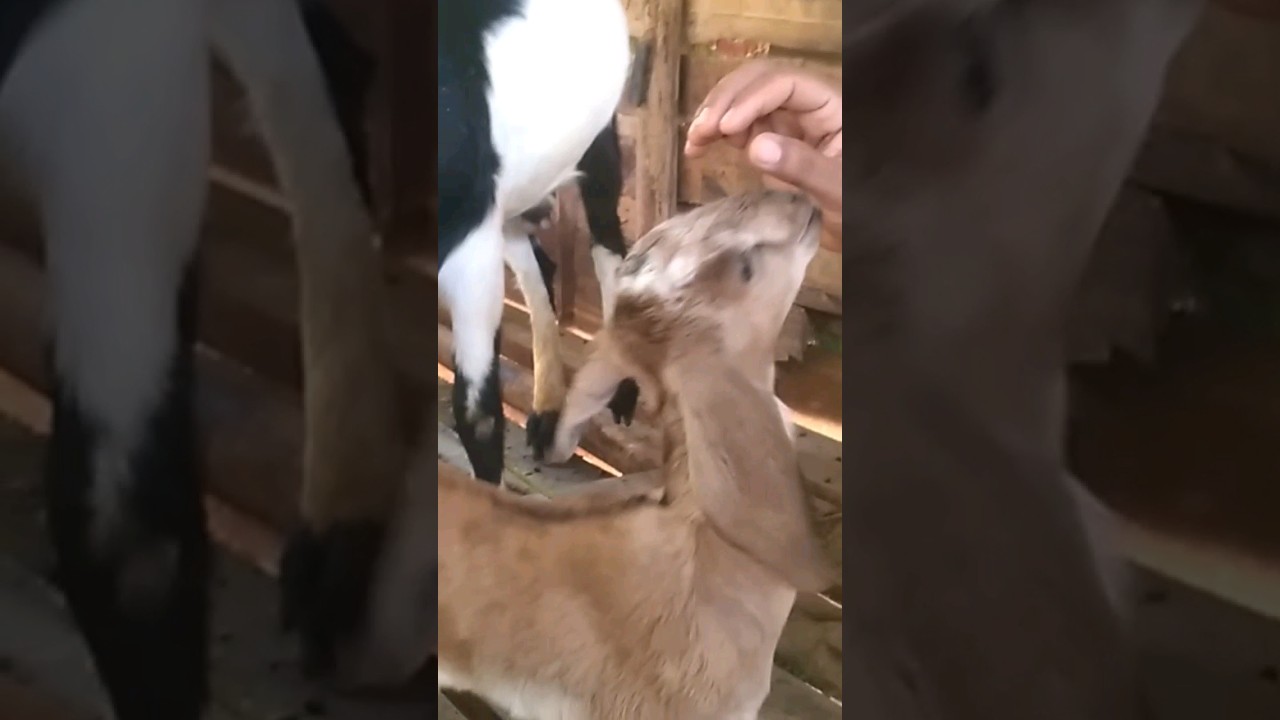 gift from nature | village baby goat 