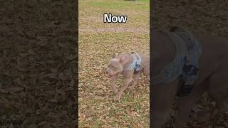 Nothing Changed About Nova But His Stride