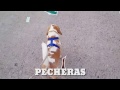 Casagro.com » Las Pecheras para Perros