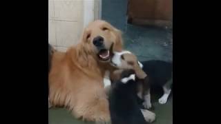 Golden retriever in heaven with four loving beagle puppies!