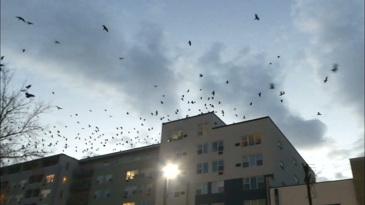 Black crows flying around in Capitol Hill here in Denver, Colorado. 