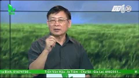 Dưa leo chỉ ra hoa đực không ra hoa cái thì xử lý ra sao?