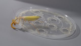Bugs 101: Praying Mantises