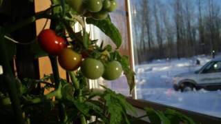 Grow a tomato plant indoors in winter