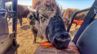 Easiest Way to Train a Bison Herd!