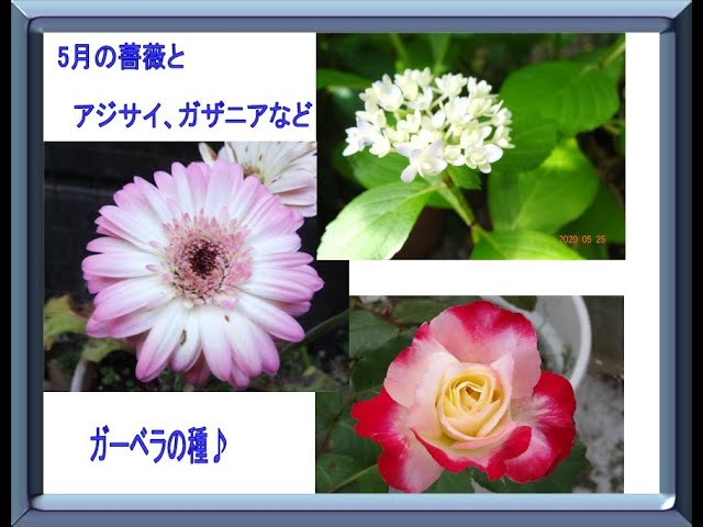 5月の薔薇とガザニア ガーベラのふわふわの綿毛についた種 Youtube